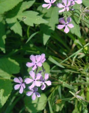 Phlox pilosa 