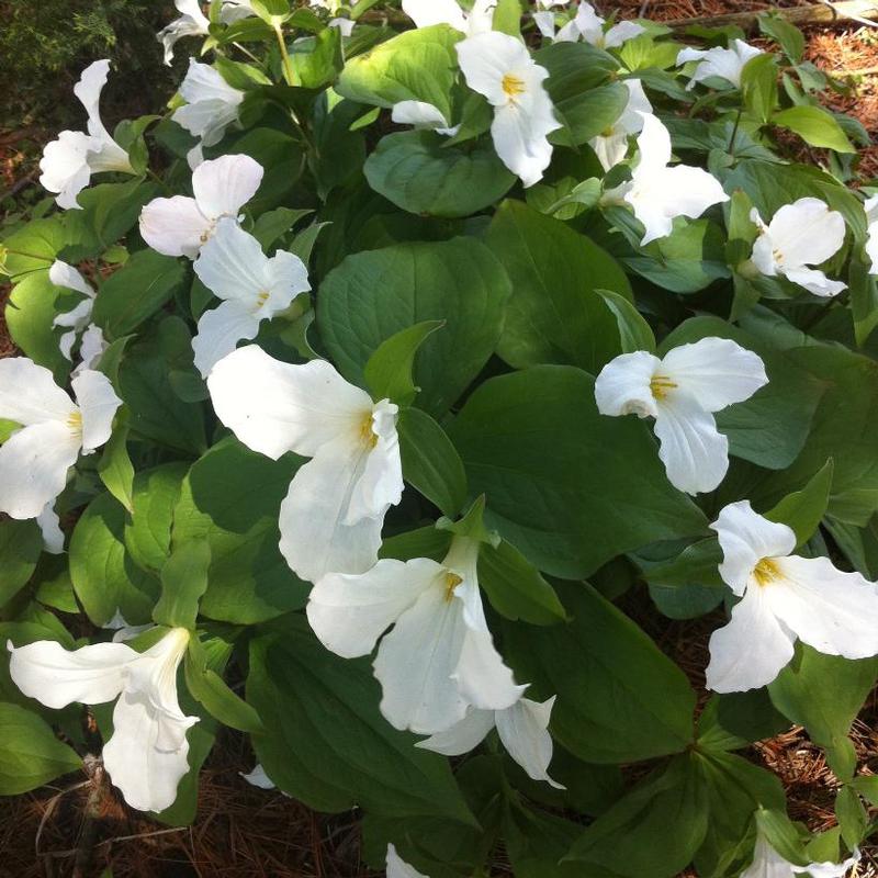 Trillium grandiflorum 