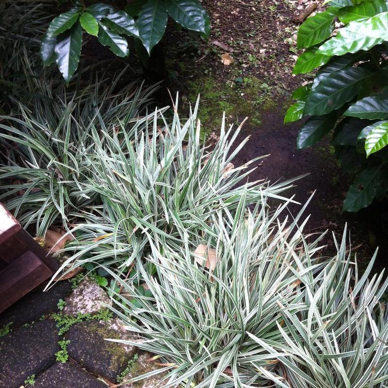 Liriope spicata Silver Dragon