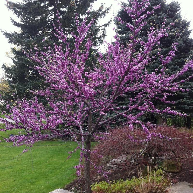 Cercis canadensis 