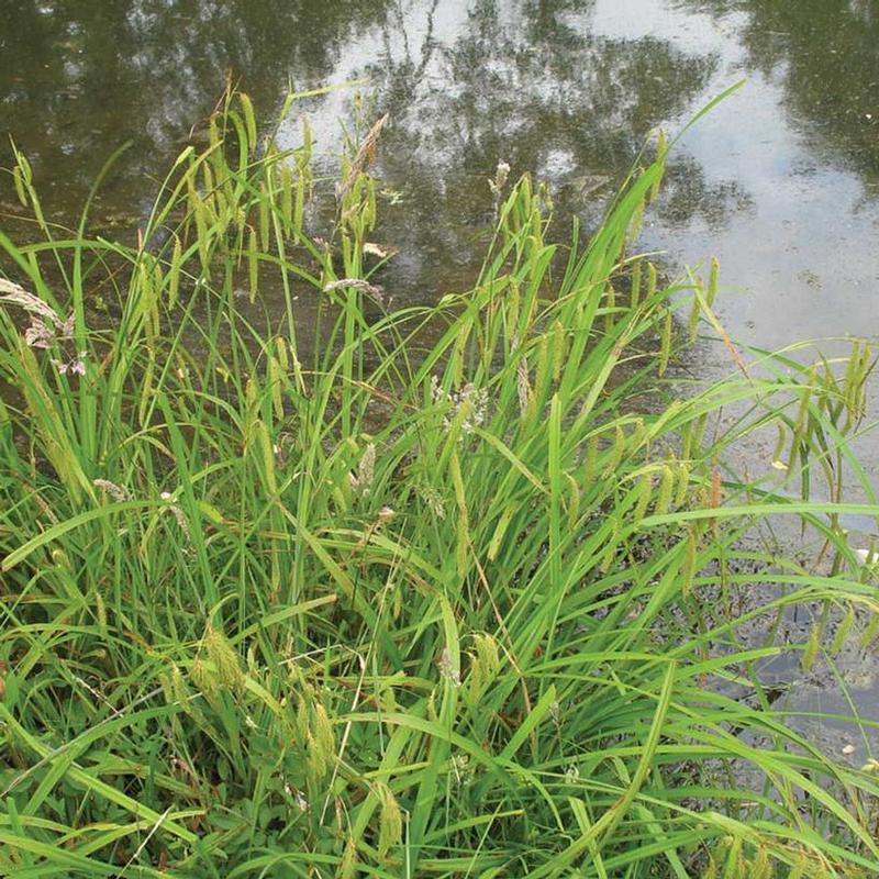 Carex crinita 