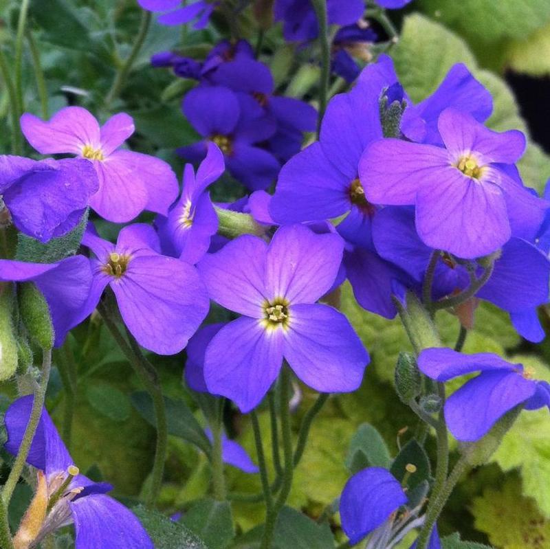 Aubrieta cultorum Cascade Blue