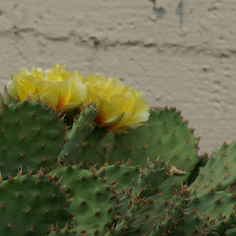 Opuntia humifusa 