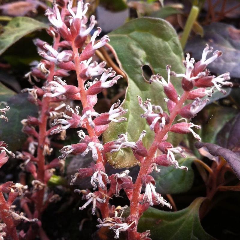 Pachysandra procumbens 