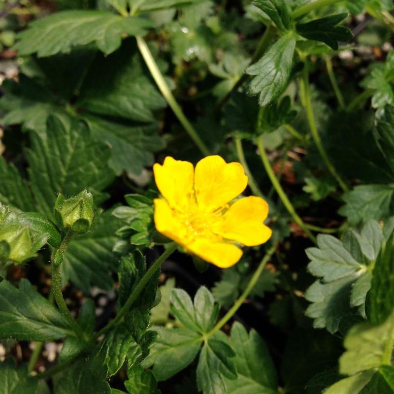 Potentilla crantzii 