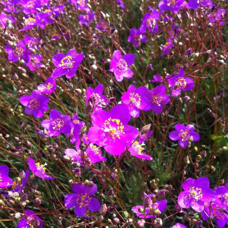 Talinum calycinum 