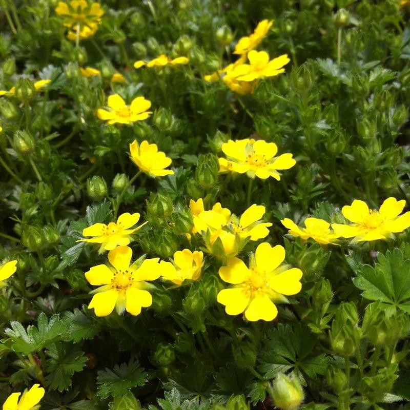 Potentilla verna nana 