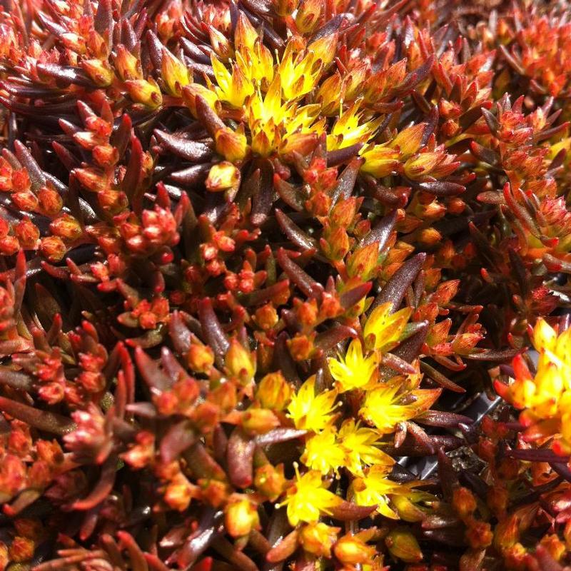 Sedum hakonense Chocolate Ball