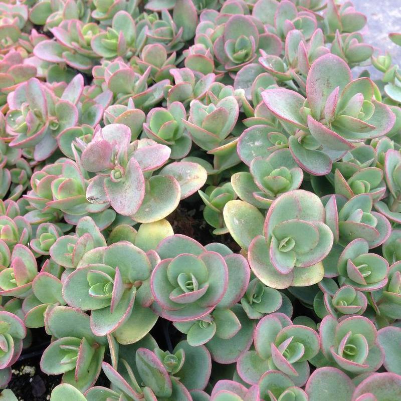 Sedum x Sunsparkler® Lime Zinger