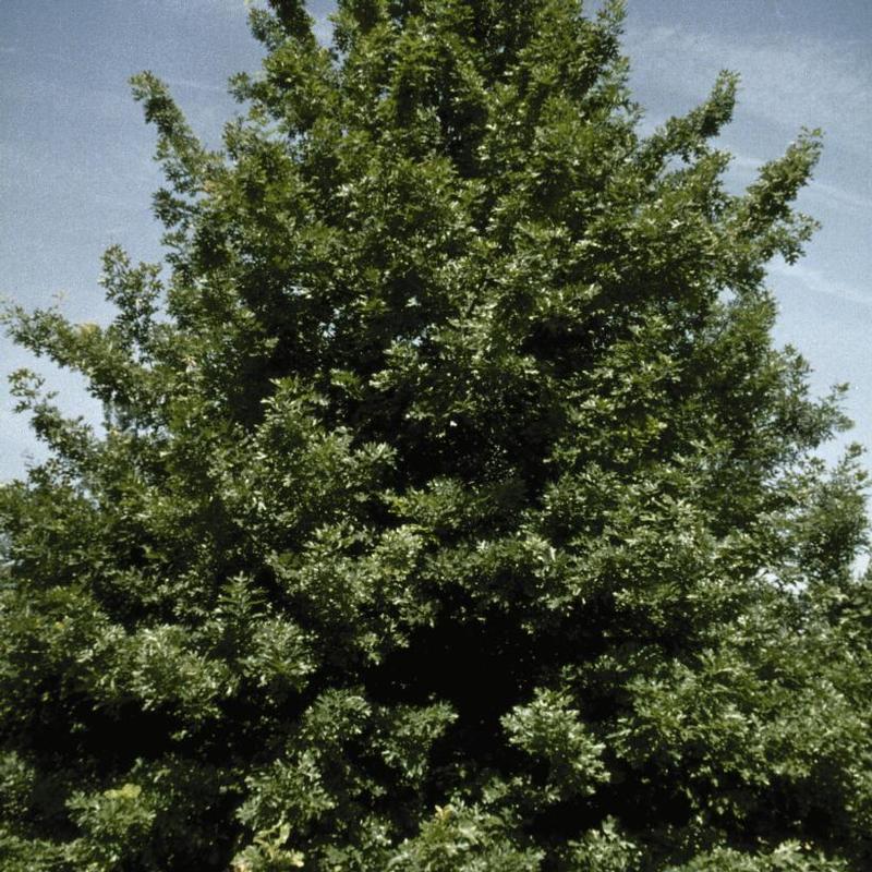 Quercus shumardii 