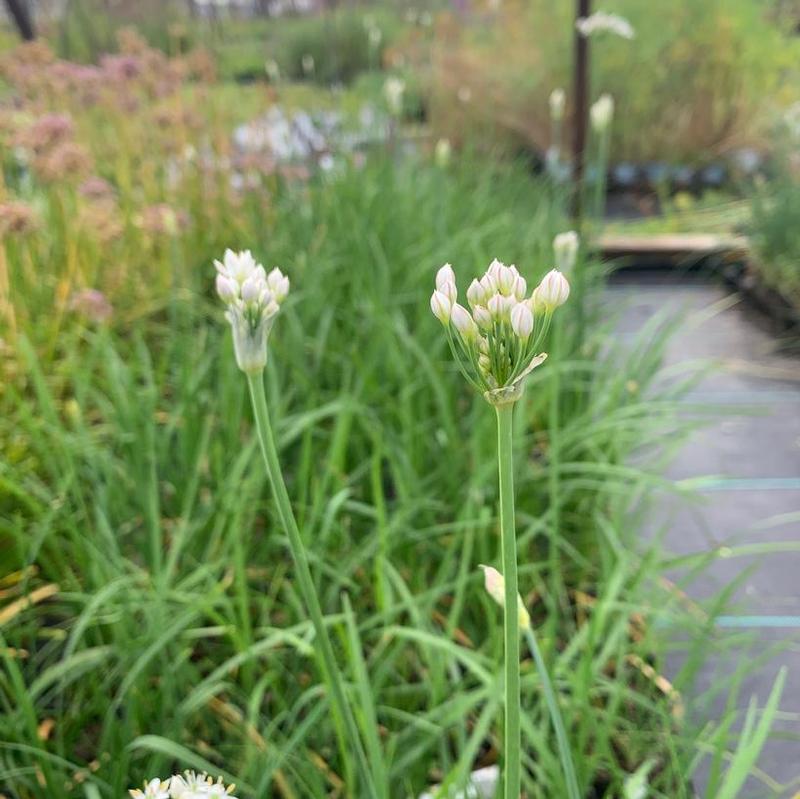 Allium tuberosum 