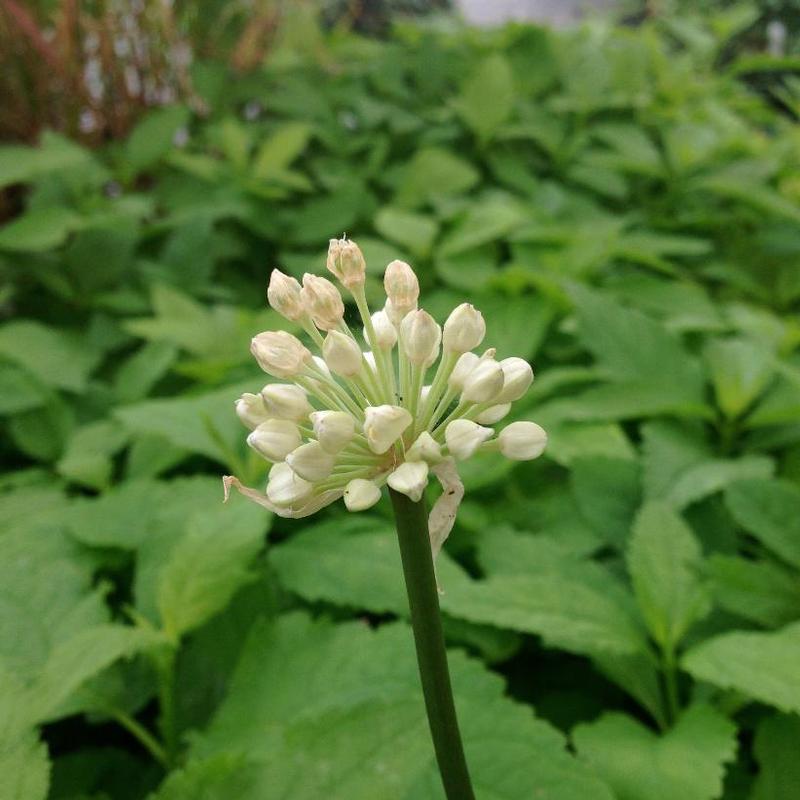 Allium triccocum 