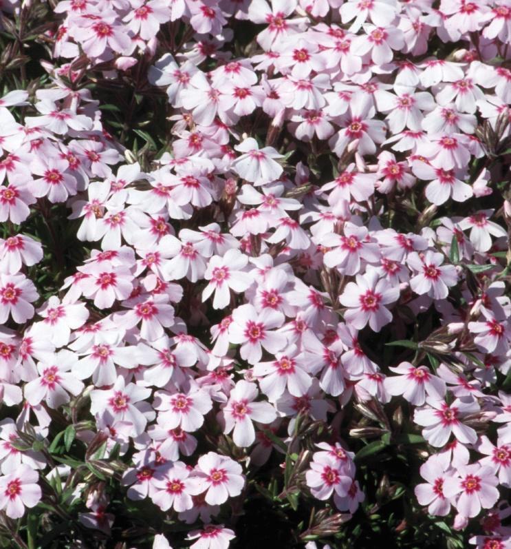 Phlox subulata Coral Eye