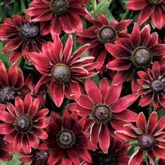 Rudbeckia hirta Cherry Brandy