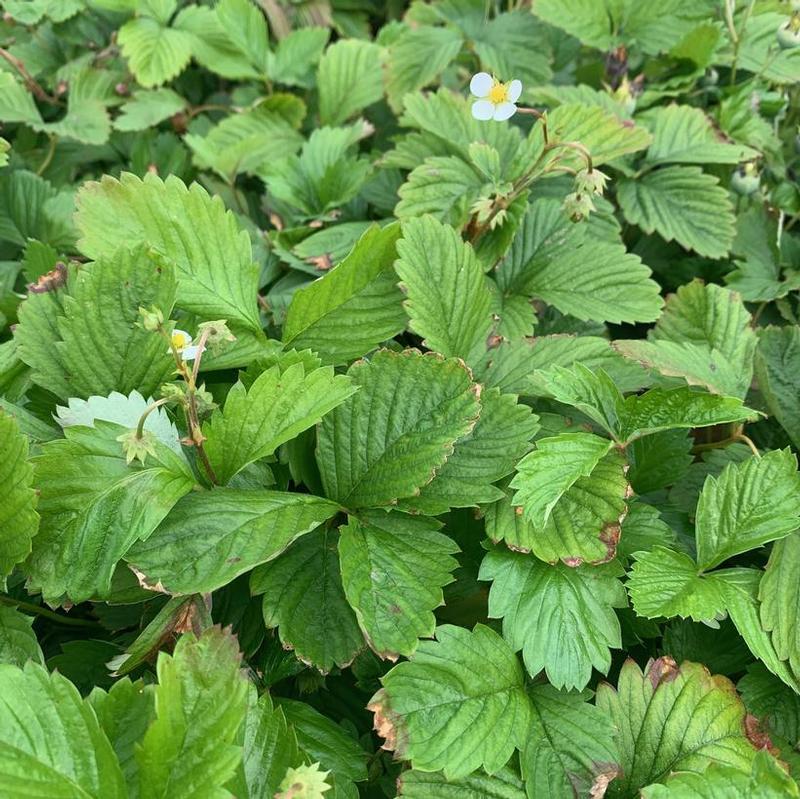 Fragaria vesca 