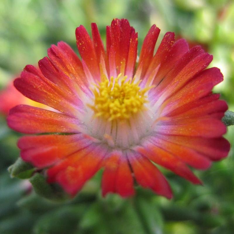 Delosperma cooperi Jewel of the Desert DSAA13-1