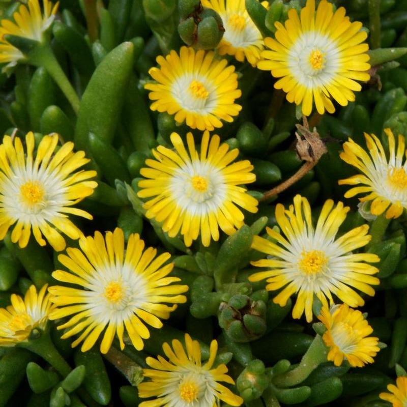 Delosperma cooperi Jewel of the Desert Jewel of the Desert Peridot