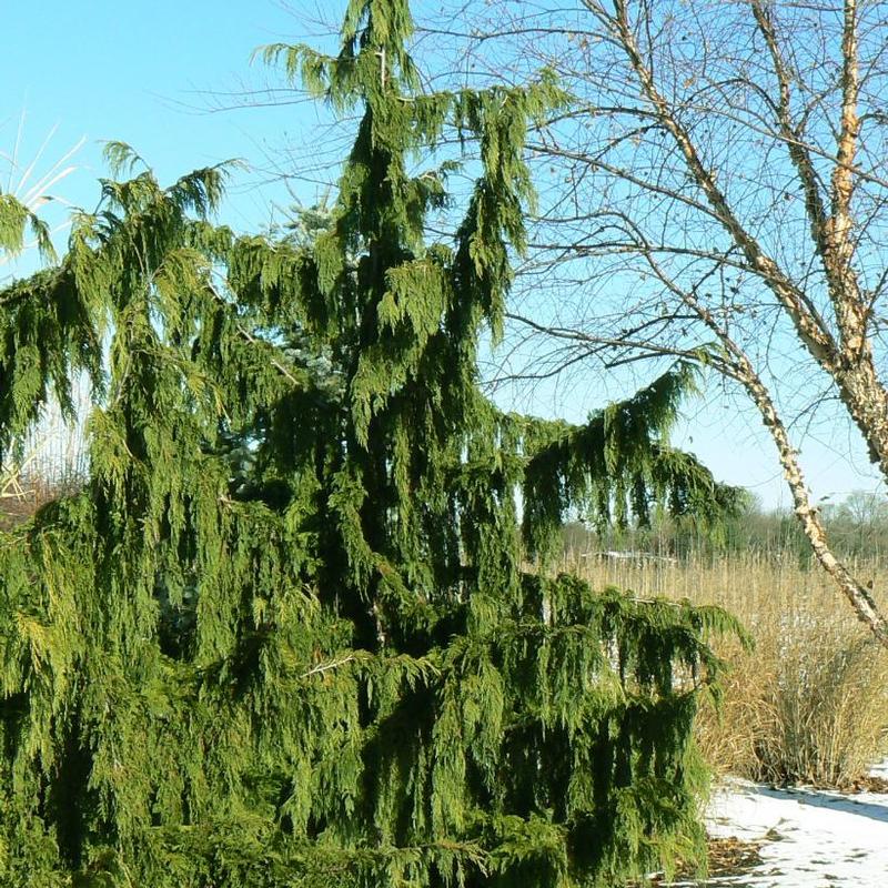 Chamaecyparis nootkatensis Pendula