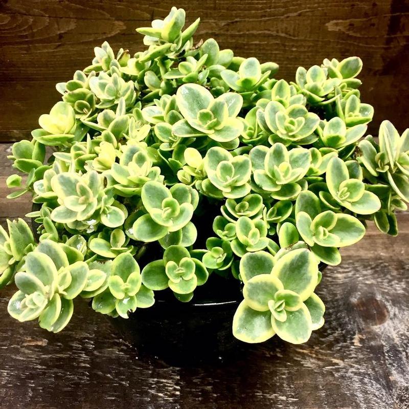 Sedum x Sunsparkler® Lime Twister