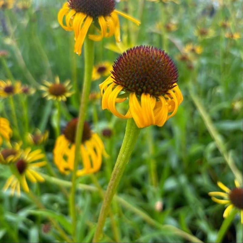 Echinacea paradoxa 