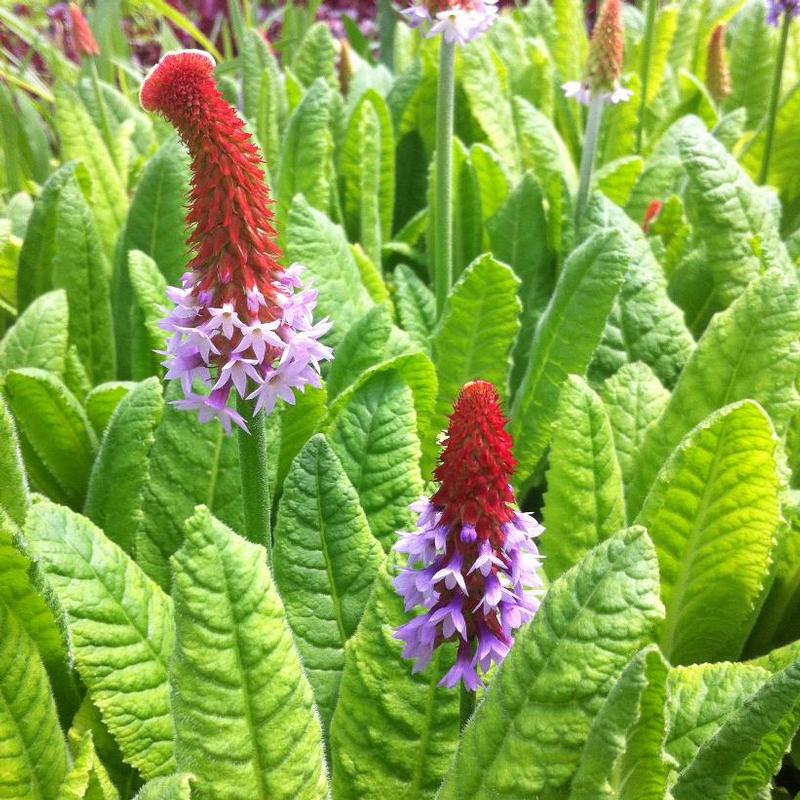 Primula vialii 