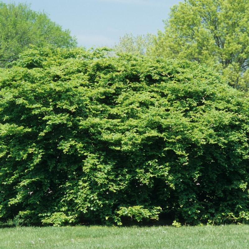 Fagus sylvatica Tortuosa