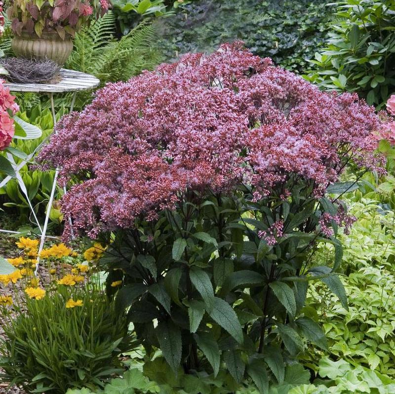 Eupatorium dubium Baby Joe