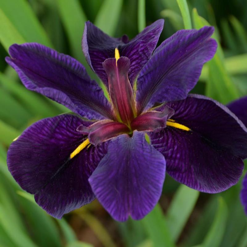 Iris louisiana Black Gamecock