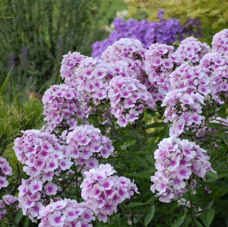 Phlox paniculata Bright Eyes