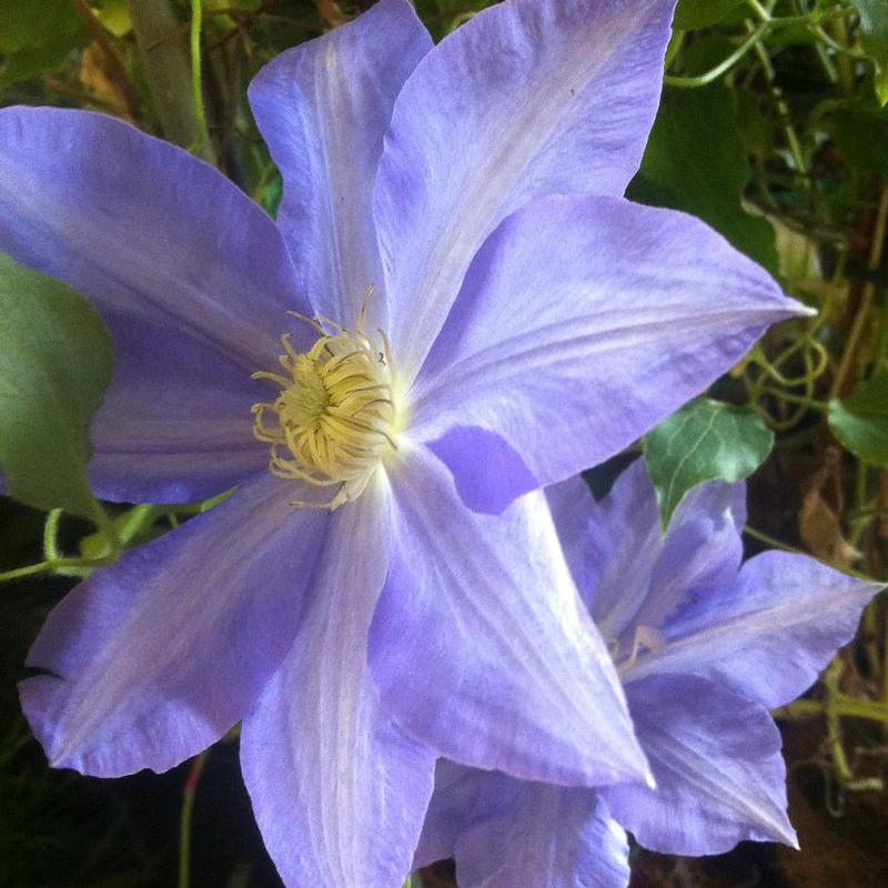 Clematis H.F. Young