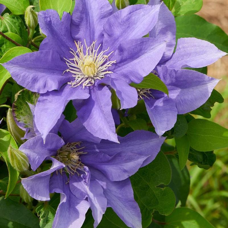 Clematis Olympia