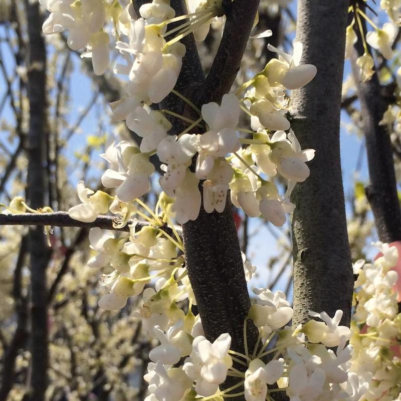 Cercis canadensis f. alba Royal White