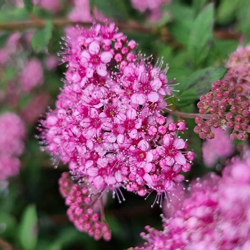 Spiraea japonica Odessa