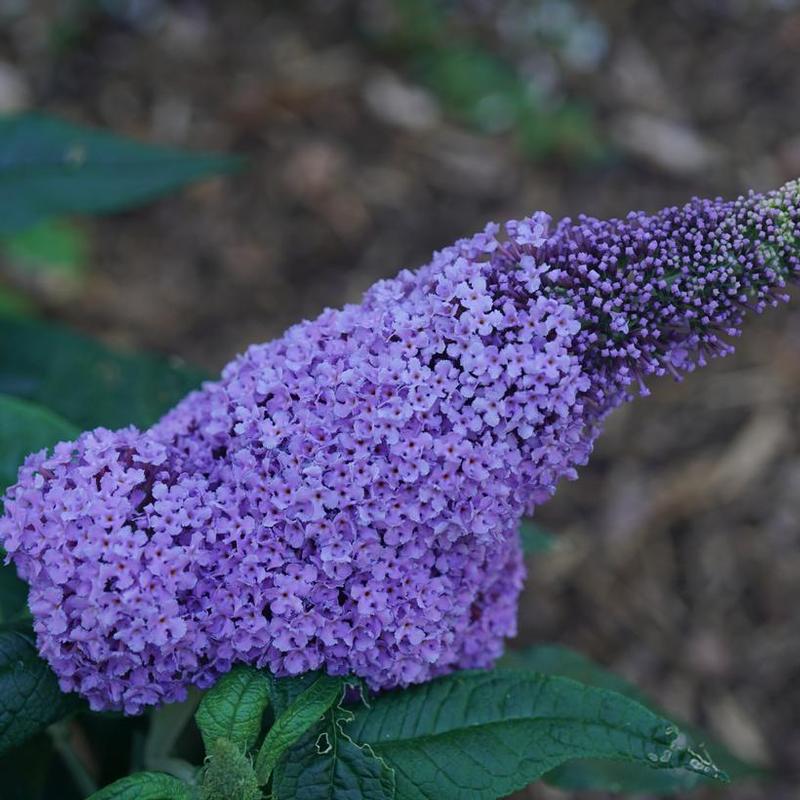 Buddleia x SMNBDL