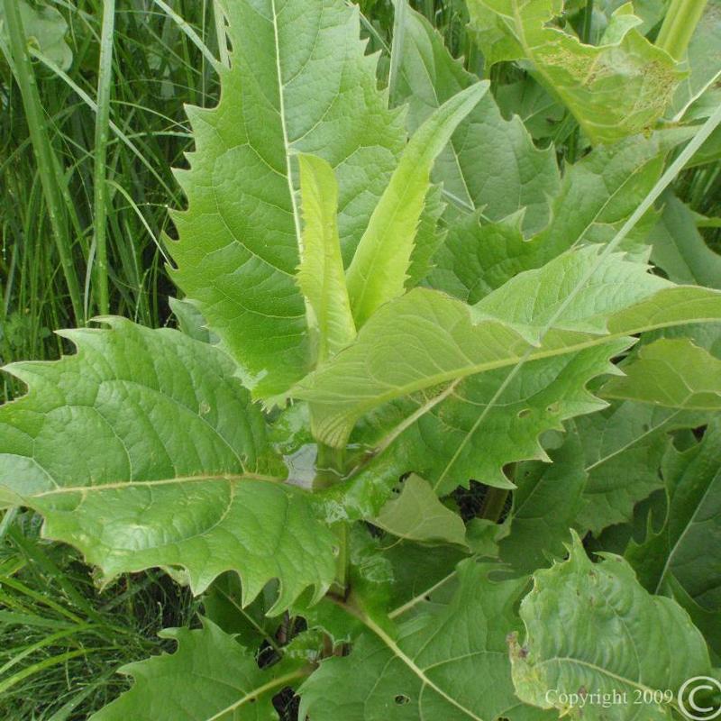 Silphium perfoliatum 