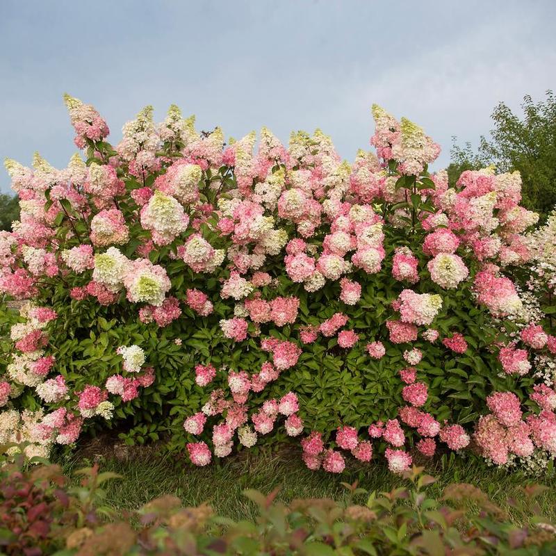 Hydrangea paniculata Renba