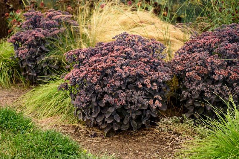 Sedum Rock 'N Grow® Back in Black