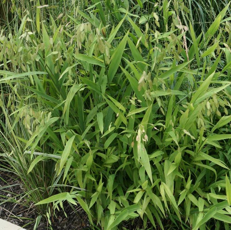 Chasmanthium latifolium 