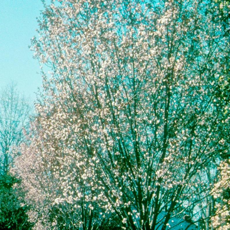 Prunus sargentii Rancho