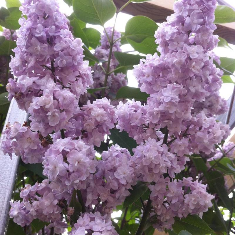 Syringa x vulgaris Michel Buchner