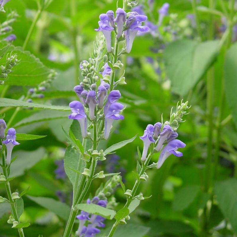 Scutellaria incana 