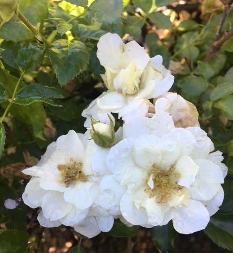 Rosa Flower Carpet® NOAschnee