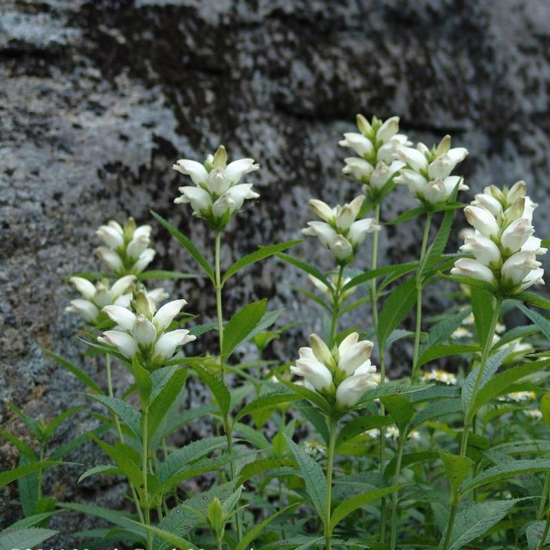 Chelone glabra 