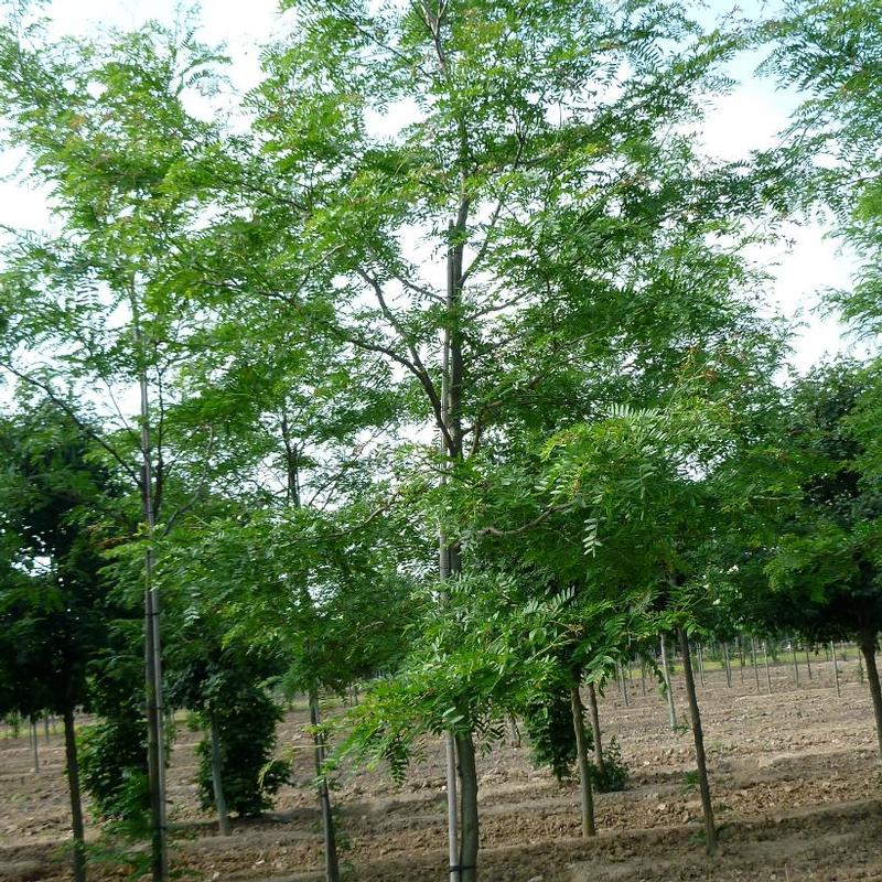 Gleditsia triacanthos var. inermis Christie