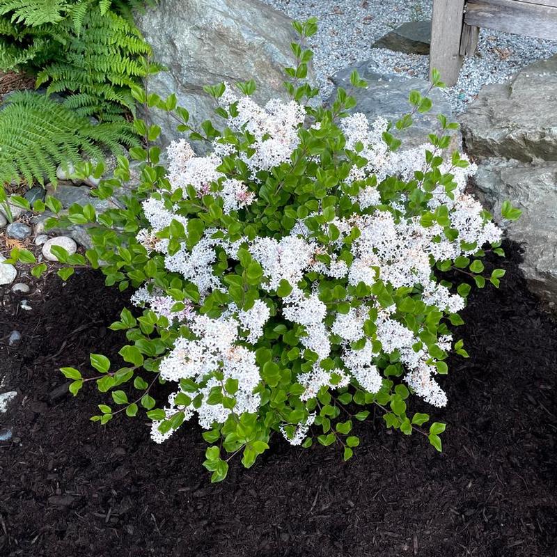 Syringa meyeri Bloomin' Easy® JDB123WHITEHOUSE