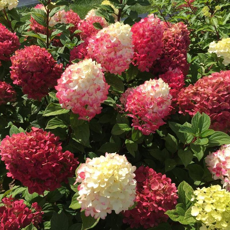 Hydrangea paniculata SMNHPH