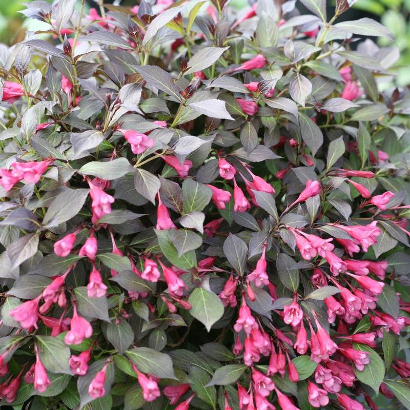 Weigela florida SMNWFMS