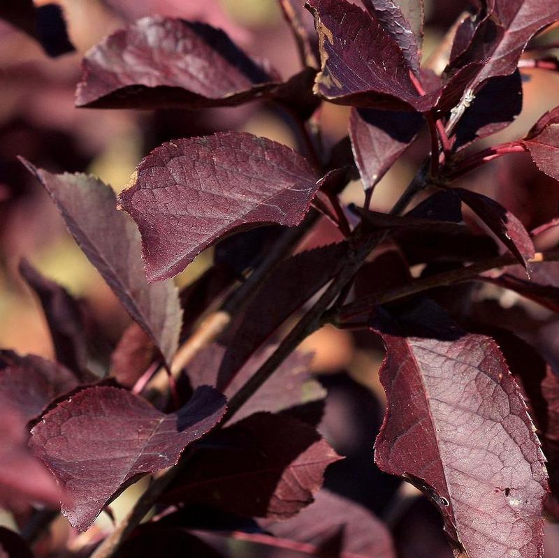 Prunus virginiana Canada Red