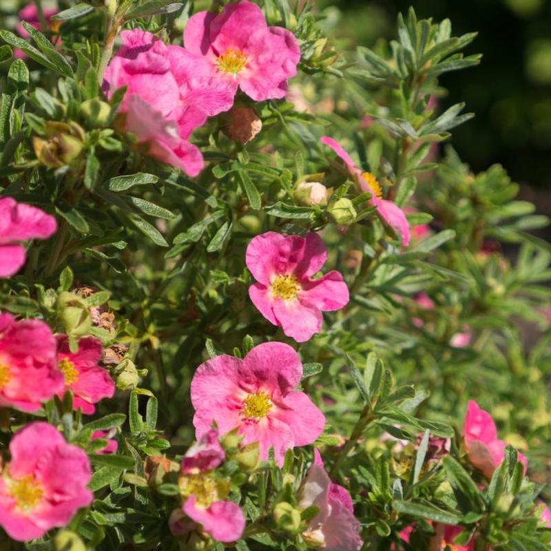 Potentilla fruiticosa Hachliss