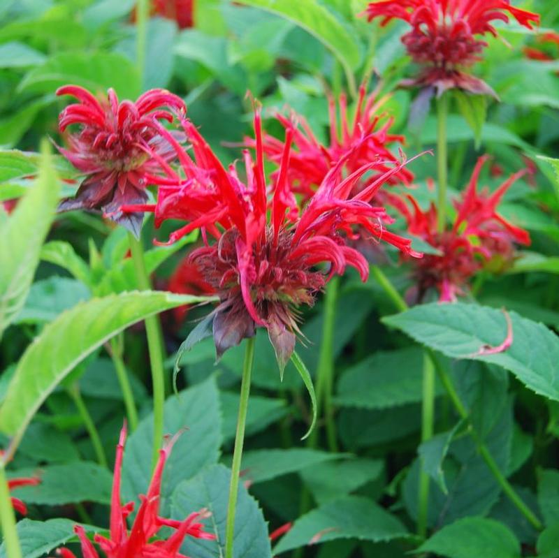 Monarda Jacob Cline